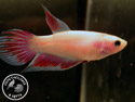 ../images/betta/galerie/X0108-F17.jpg