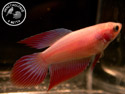 ../images/betta/galerie/X0108-F19.jpg