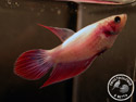 ../images/betta/galerie/X0108-F20.jpg