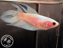 ../images/betta/galerie/X0108-F21.jpg