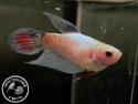 ../images/betta/galerie/X0108-F22.jpg