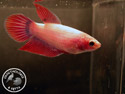../images/betta/galerie/X0108-F23.jpg