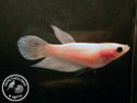 ../images/betta/galerie/X0108-F24.jpg