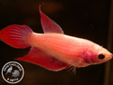 ../images/betta/galerie/X0108-F25.jpg
