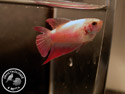../images/betta/galerie/X0108-F26.jpg