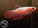 ../images/betta/galerie/X0108-F27.jpg