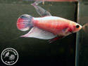 ../images/betta/galerie/X0108-F28.jpg