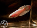 ../images/betta/galerie/X0108-F30.jpg