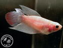 ../images/betta/galerie/X0108-F31.jpg