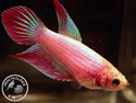 ../images/betta/galerie/X0108-F33.jpg