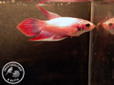 ../images/betta/galerie/X0108-F34.jpg