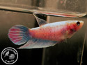 ../images/betta/galerie/X0108-F35.jpg