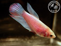 ../images/betta/galerie/X0108-F36.jpg