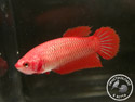 ../images/betta/galerie/X0308-F01.jpg