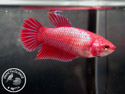 ../images/betta/galerie/X0308-F02.jpg
