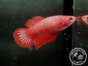 ../images/betta/galerie/X0308-F03.jpg
