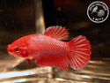../images/betta/galerie/X0308-F04.jpg