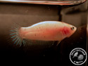 ../images/betta/galerie/X0308-F05.jpg