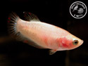 ../images/betta/galerie/X0308-F06.jpg