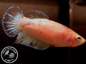 ../images/betta/galerie/X0308-F07.jpg