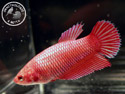../images/betta/galerie/X0308-F08.jpg