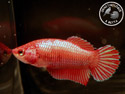 ../images/betta/galerie/X0308-F09.jpg