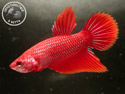 ../images/betta/galerie/X0308-M01.jpg