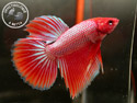 ../images/betta/galerie/X0308-M02.jpg