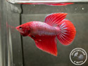 ../images/betta/galerie/X0308-M03.jpg