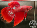 ../images/betta/galerie/X0308-M05.jpg