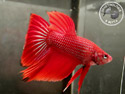 ../images/betta/galerie/X0308-M06.jpg