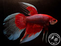 ../images/betta/galerie/X0308-M07.jpg