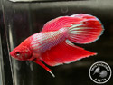 ../images/betta/galerie/X0308-M08.jpg