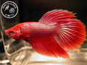 ../images/betta/galerie/X0308-M09.jpg