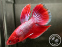 ../images/betta/galerie/X0308-M10.jpg