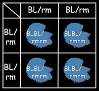 bleu-acier BLBL/rmrm x bleu-acier BLBL/rmrm