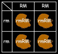 métallique RMRM x non-métallique rmrm