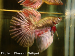 mle mle voile long rouge/gold