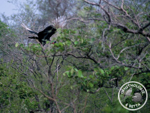 ../images/ornitho/galerie/burkina/B_abyssinicus.jpg