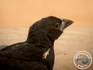 ../images/ornitho/galerie/burkina/B_albirostris.jpg