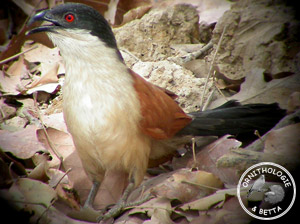 ../images/ornitho/galerie/burkina/C_senegalensis.jpg