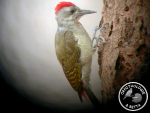 ../images/ornitho/galerie/burkina/D_goertae.jpg