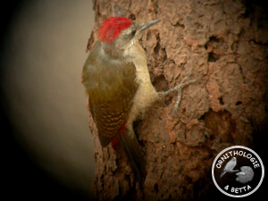 ../images/ornitho/galerie/burkina/D_goertae02.jpg