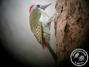 ../images/ornitho/galerie/burkina/D_goertae04.jpg