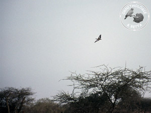../images/ornitho/galerie/burkina/E_savilei.jpg