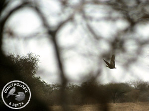 ../images/ornitho/galerie/burkina/E_savilei02.jpg