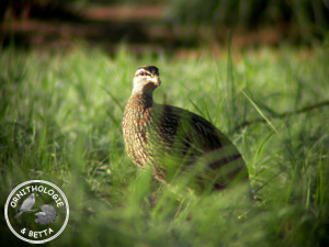 ../images/ornitho/galerie/burkina/F_bicalcaratus.jpg