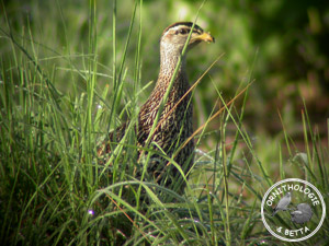 ../images/ornitho/galerie/burkina/F_bicalcaratus02.jpg