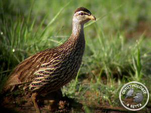 ../images/ornitho/galerie/burkina/F_bicalcaratus03.jpg