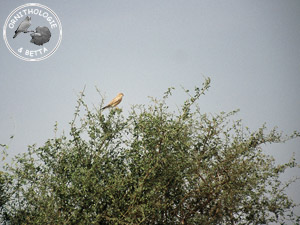 ../images/ornitho/galerie/burkina/F_tinnunculus.jpg